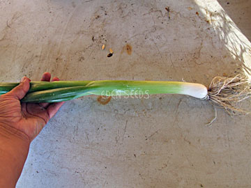 Shallot flagpole being held after picking from garden