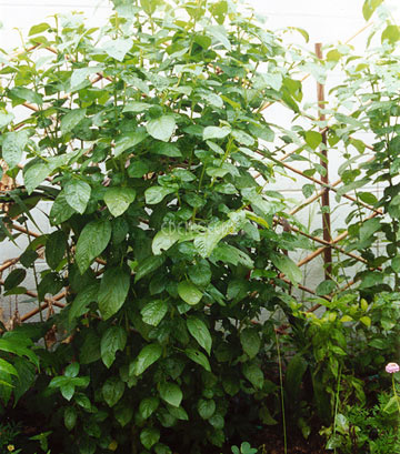 large Egyptian spinach plant growing up lattice in green house