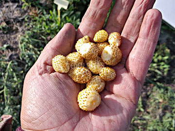 strawberry white alpine in lady's hand