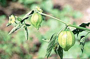 tomatillo plant with fruit on it