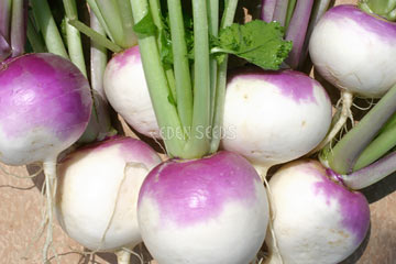 turnips picked from garden purple top white globe
