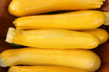 zucchini golden growing in garden